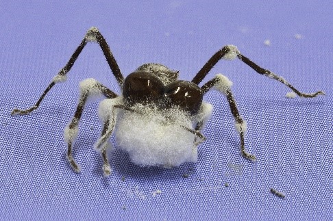 Avanços em bioproteção impulsionam sustentabilidade no campo